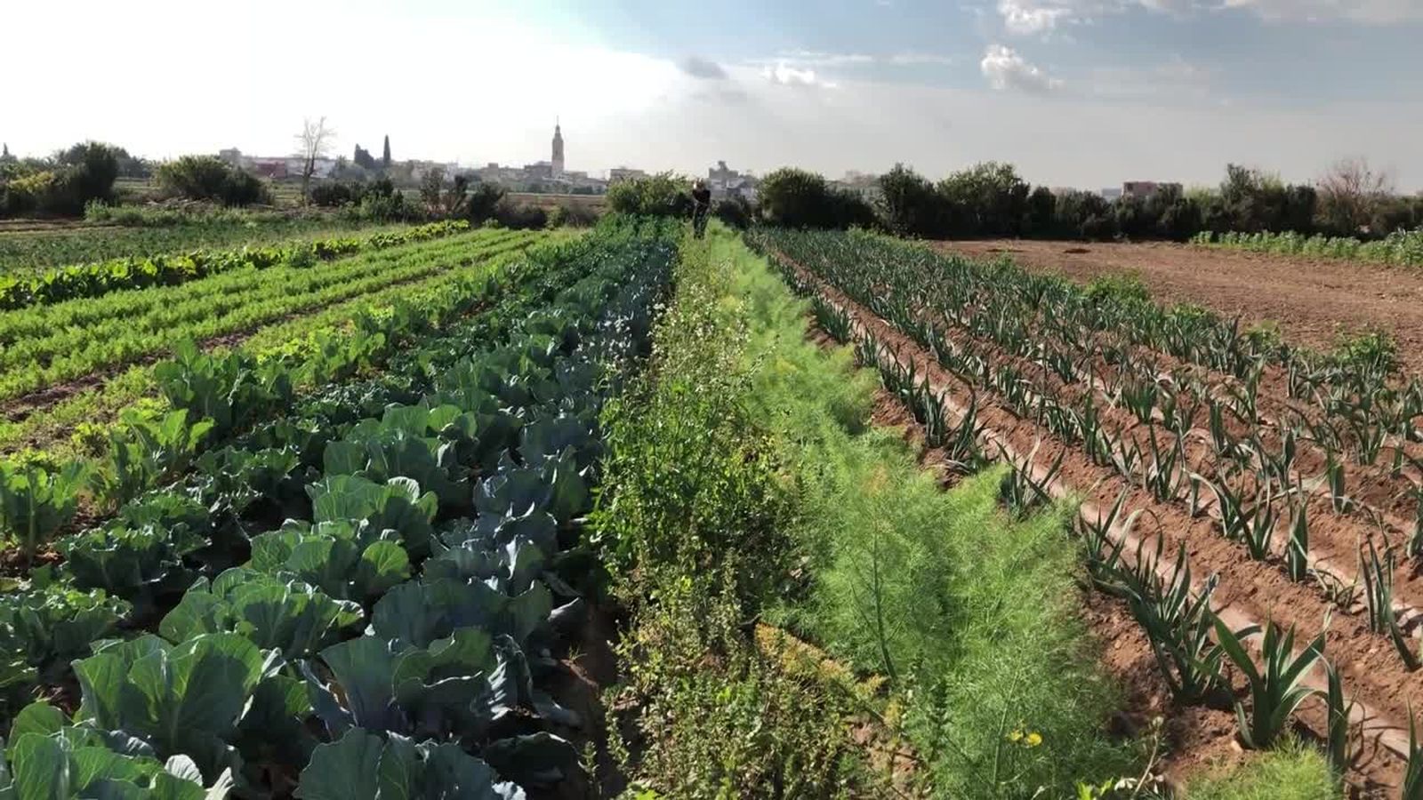VÍDEO | La FAO declara patrimoni agrícola mundial el regadiu històric de l’horta de València