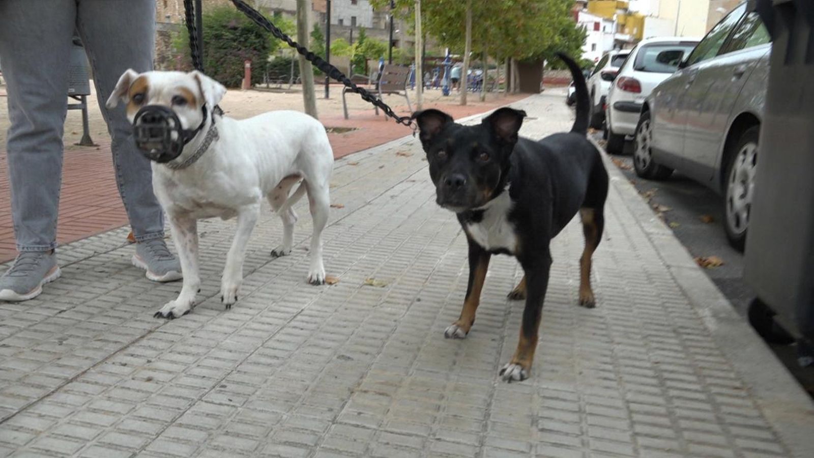 Dos gossos eviten accedir al parc de l'Alcora