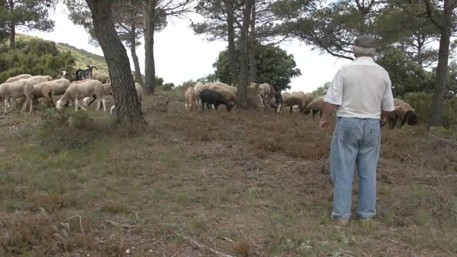 La ramaderia i el cultiu de la terra, claus per a previndre els incendis