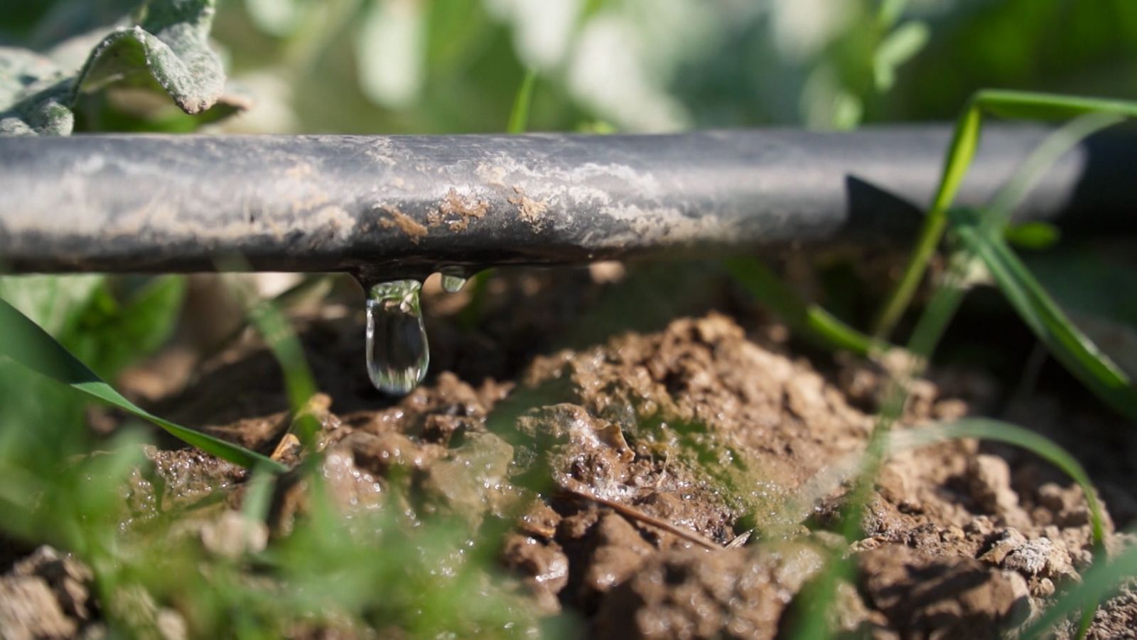 'Zoom' analitza com afecta la falta de pluges a la Comunitat Valenciana