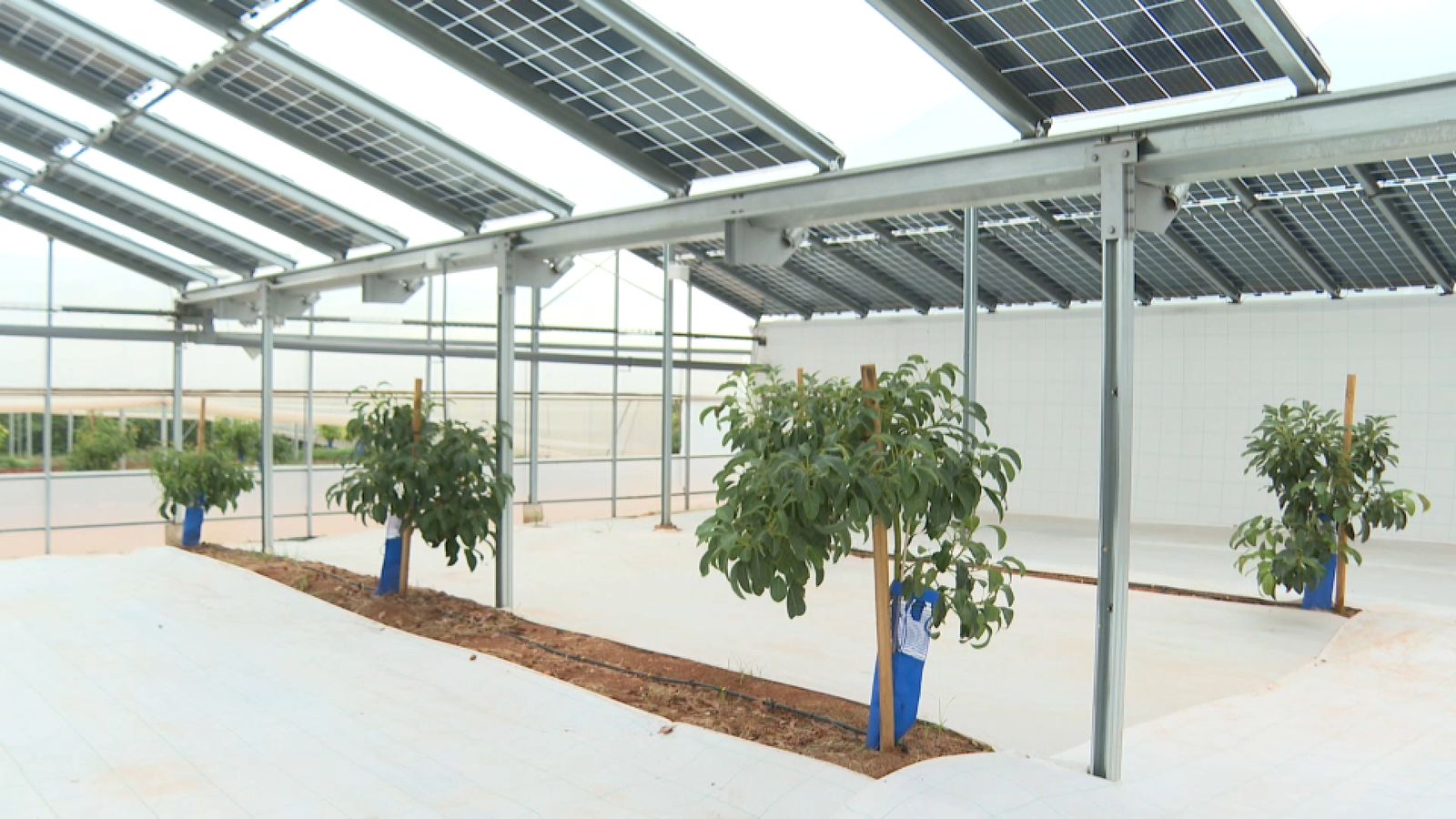 En imatge, l'hort solar de la Comunitat Energètica Agrovoltaica de Picassent