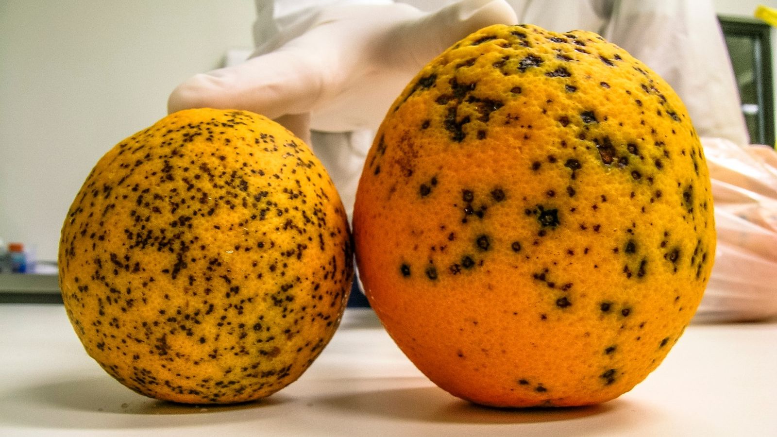 Taronges afectades per la xilel·la.