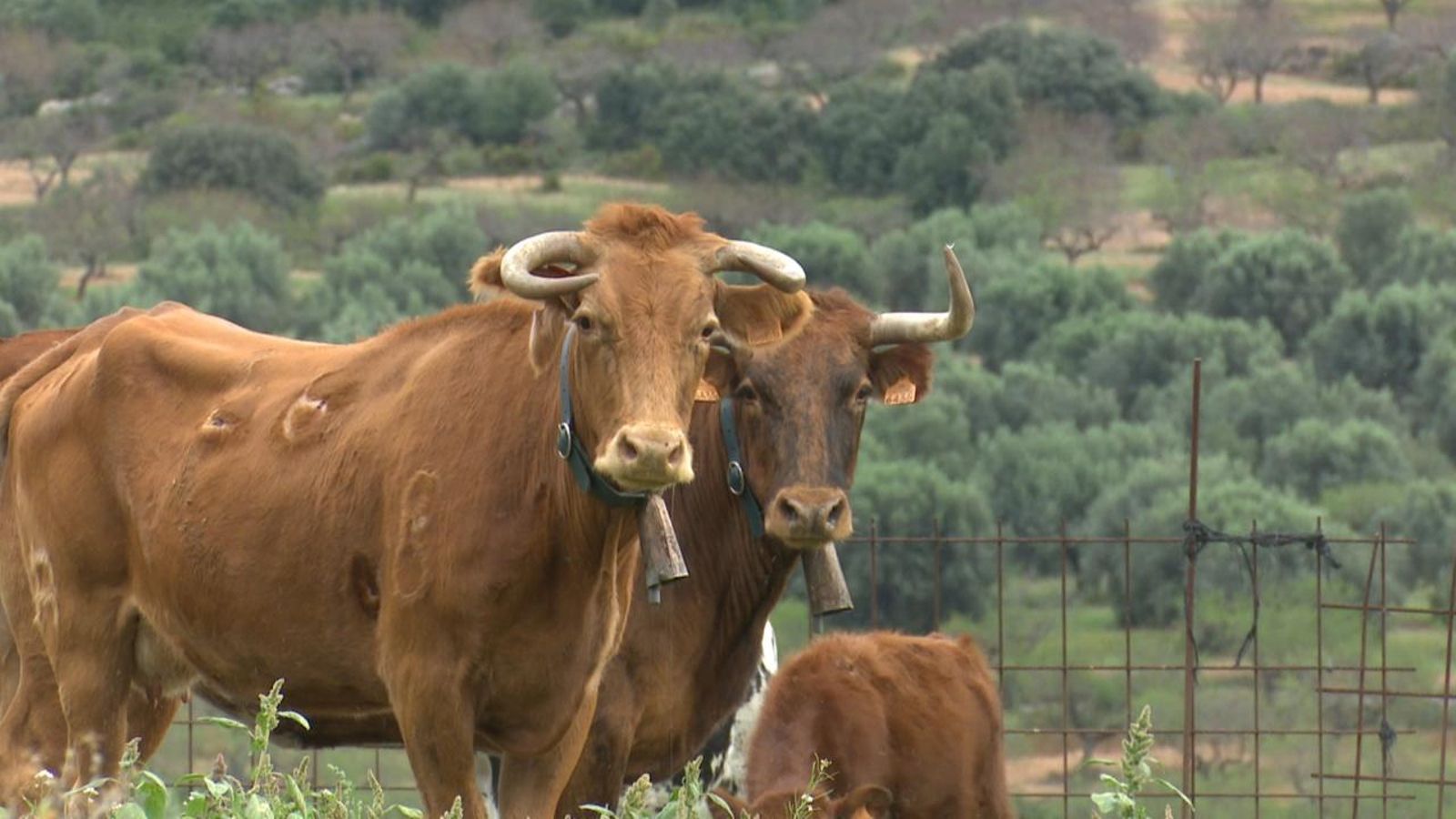 Aquestes vaques mantindran net el tallafocs d'Albocàsser