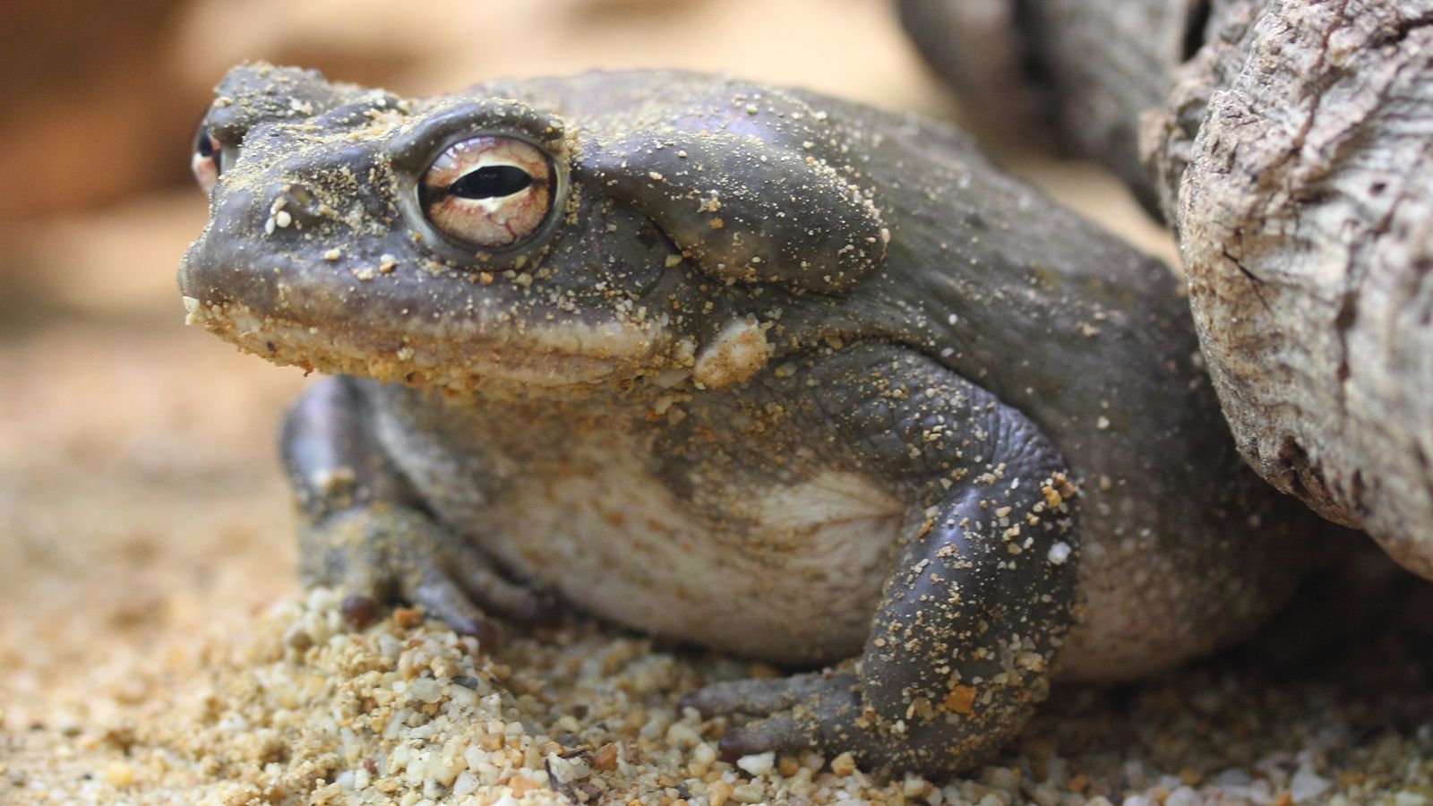 Gripau del riu Colorado