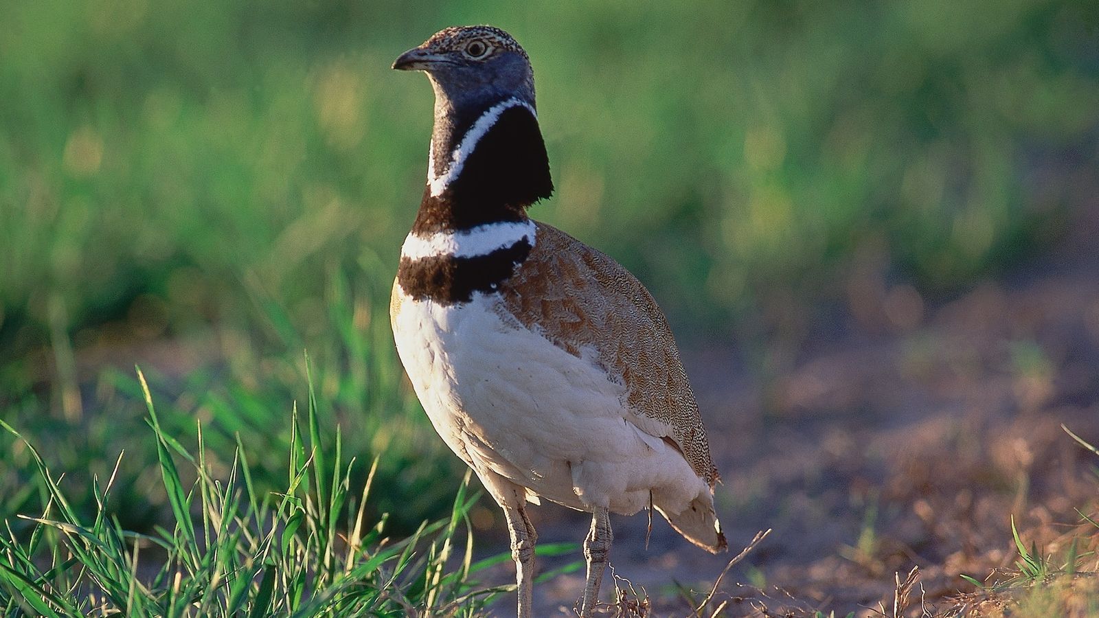 Un exemplar de sisó comú, en una imatge d'arxiu
