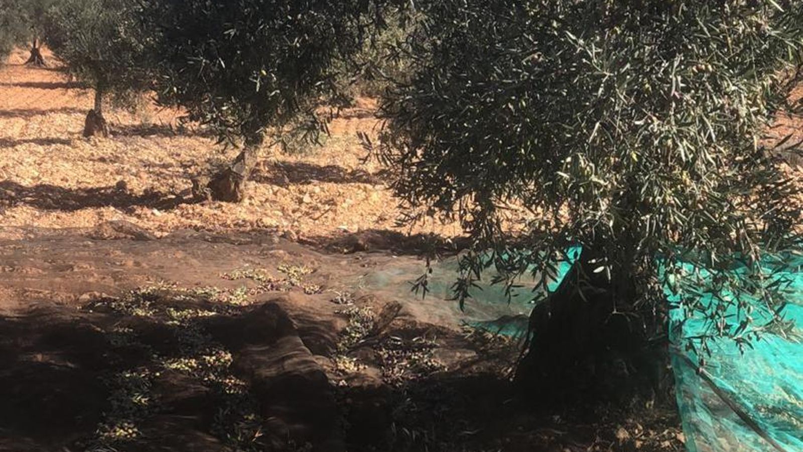 Un camp d'oliveres on ja s'ha començat a recollit la producció d'enguany