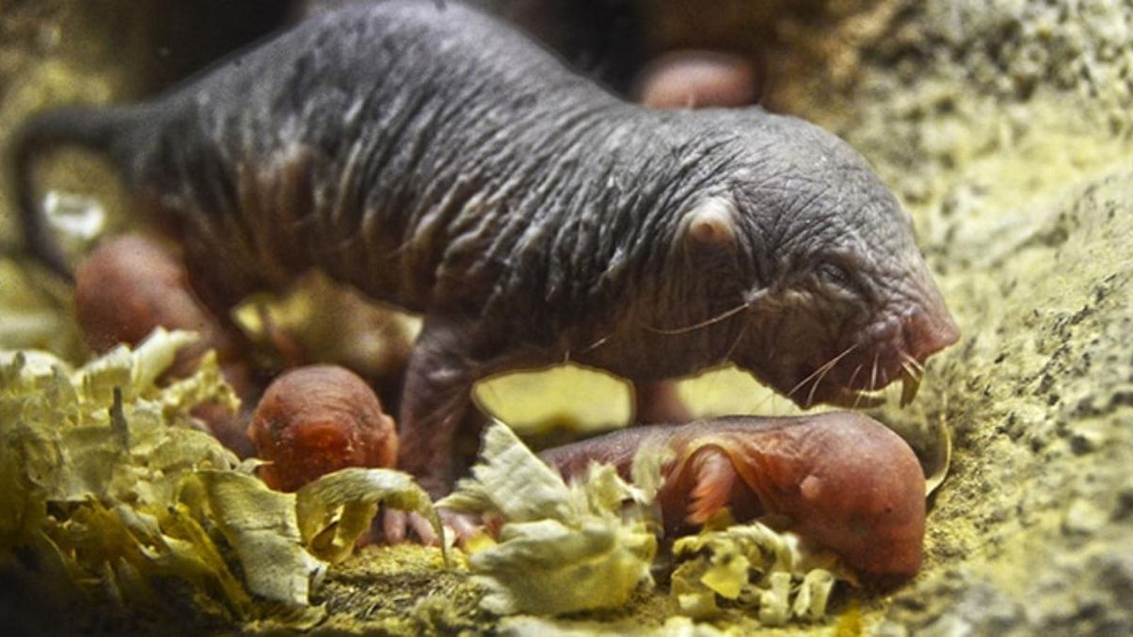 Les rates talp nues es poden veure a la zona que recrea la vida subterrània de la sabana del Bioparc