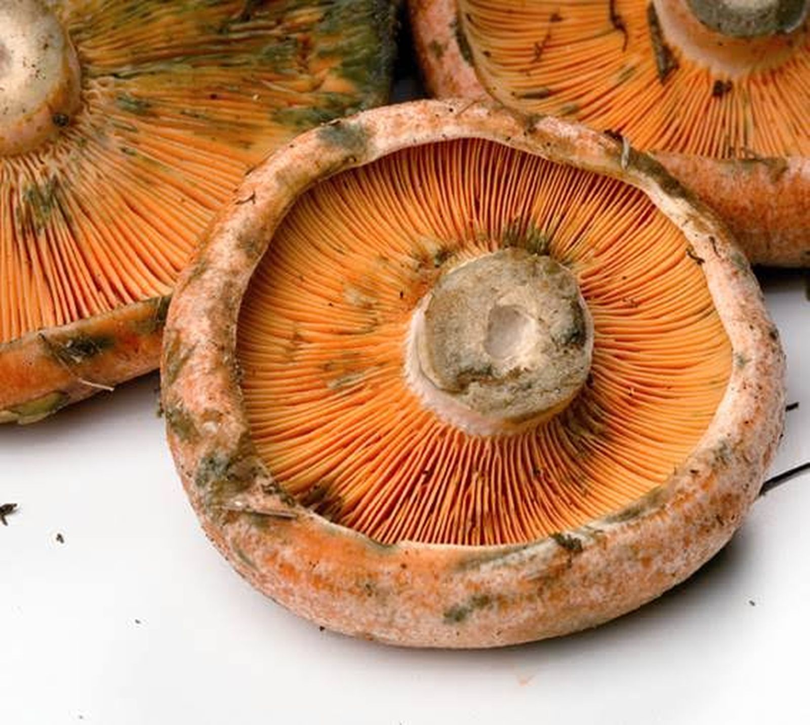 Rovellons