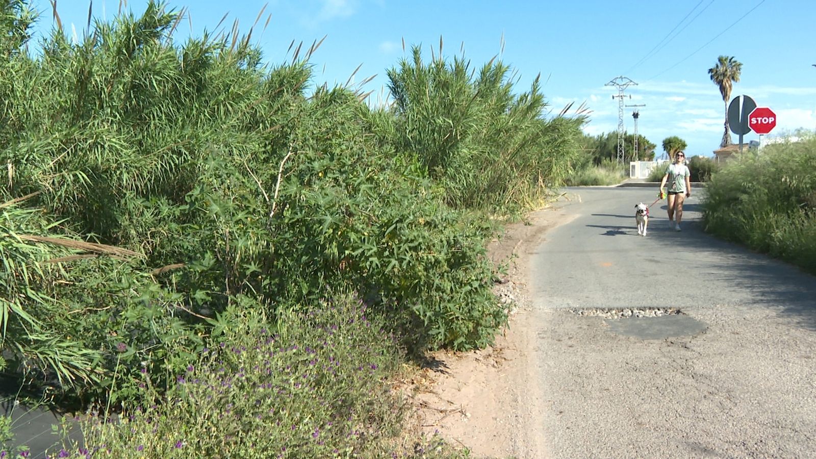 Una selva al Carraixet
