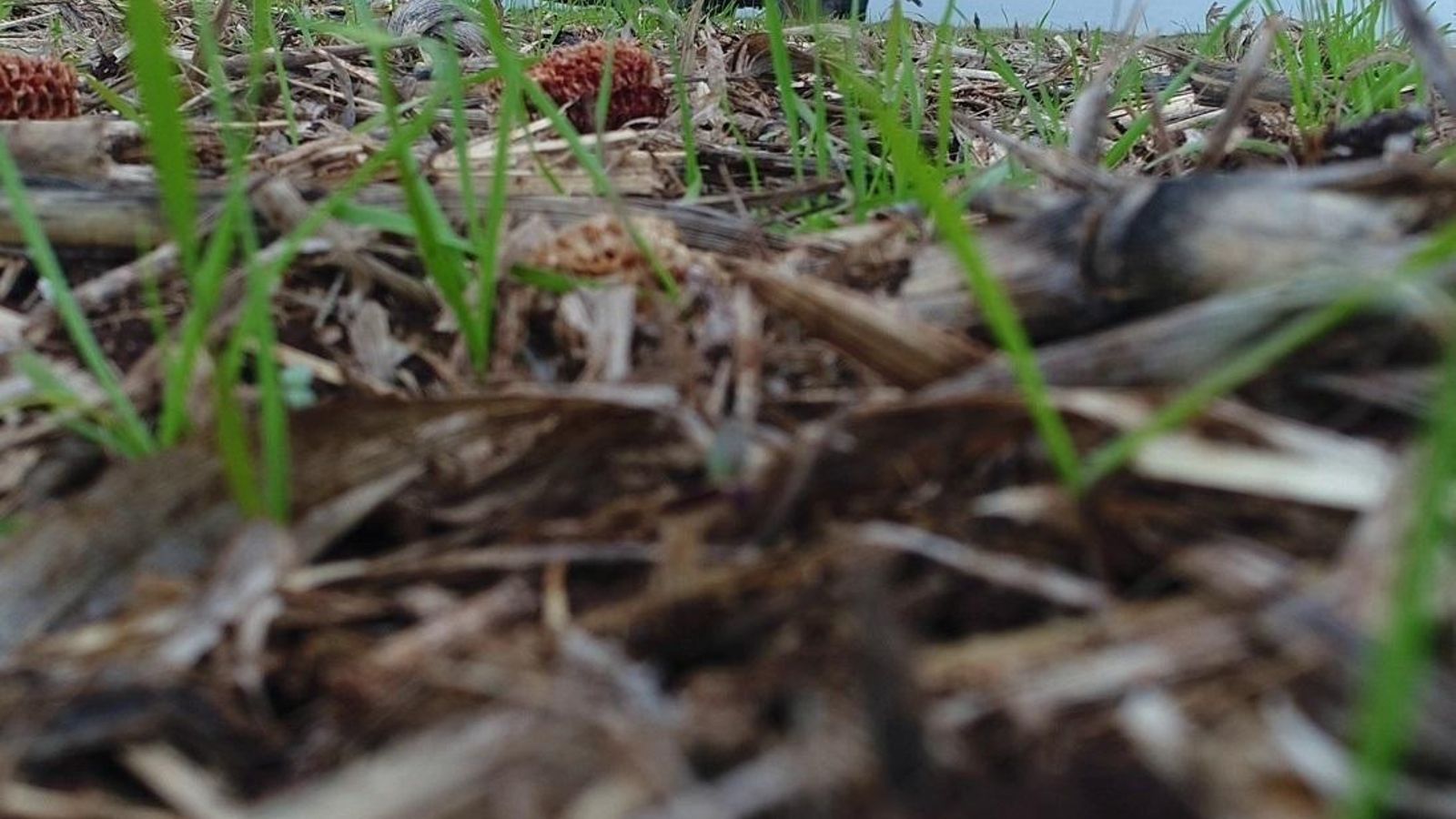 Una imatge d'arxiu de sòl agrari