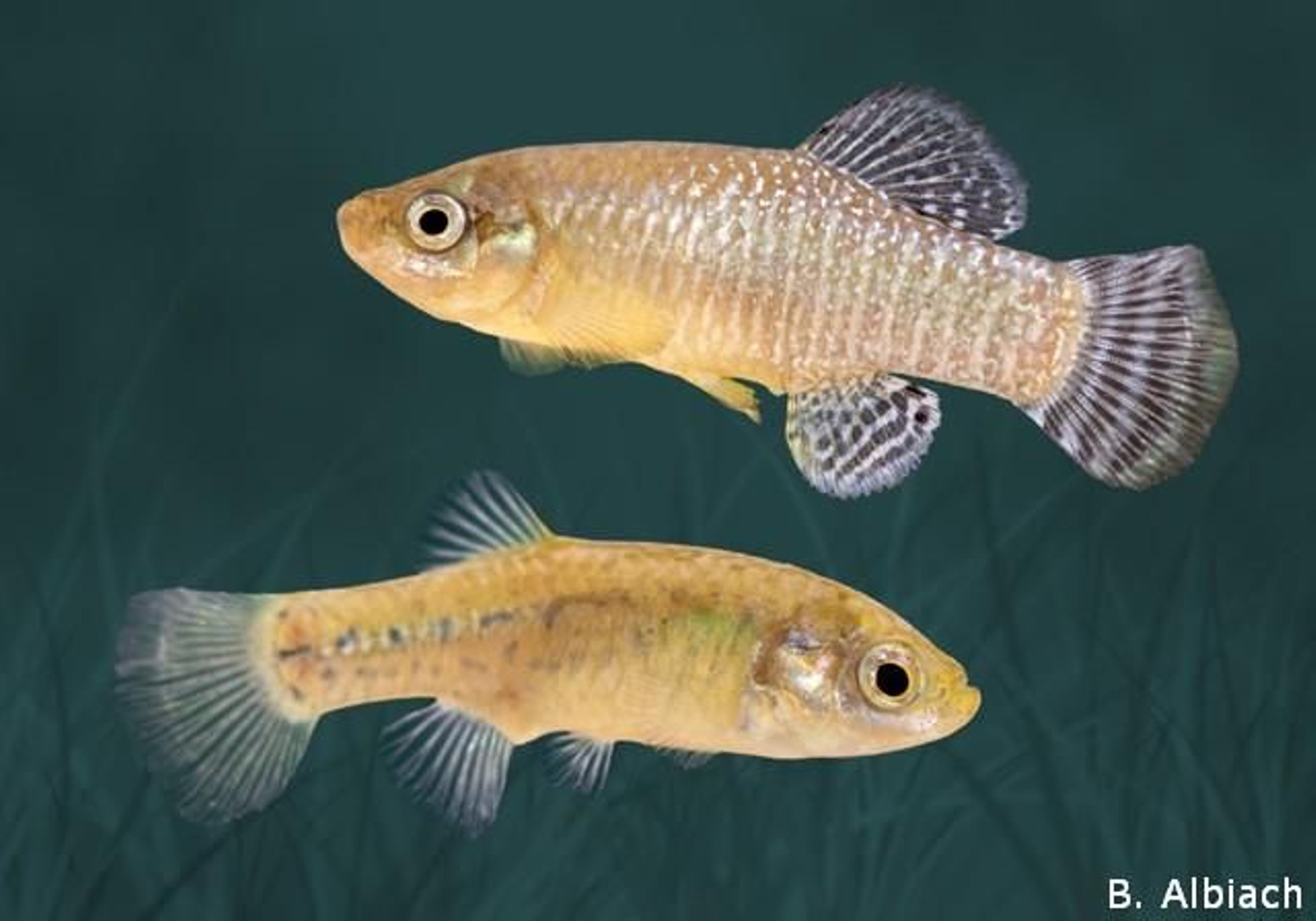 Dos exemplars de fartet