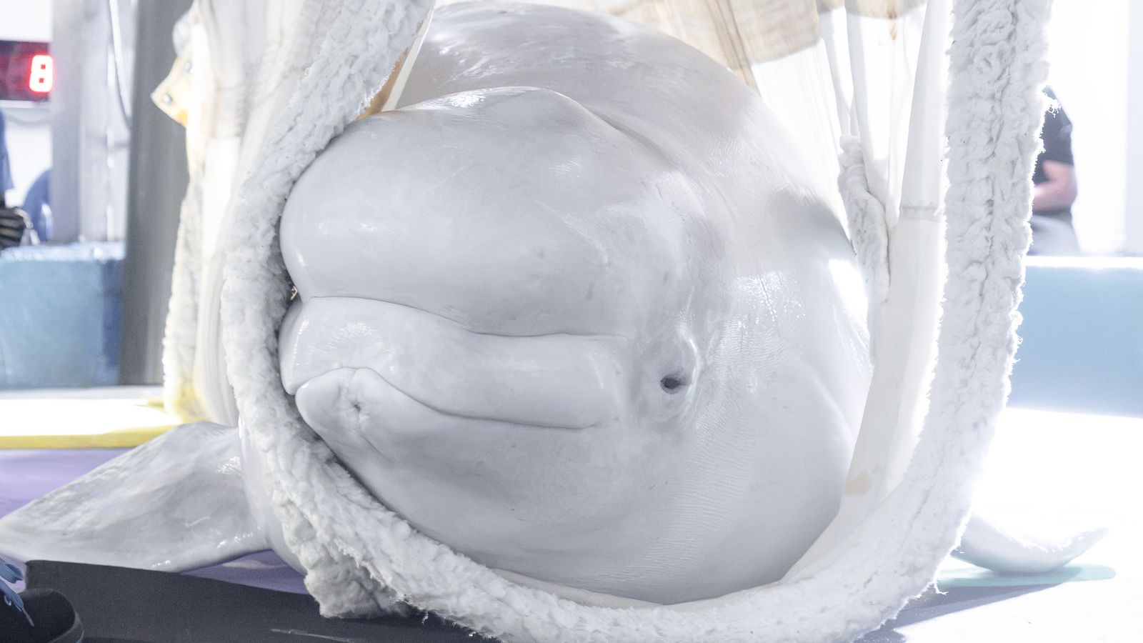 La beluga Jelly Bean, acabada d'arribar a l'Oceanogràfic de València este dijous