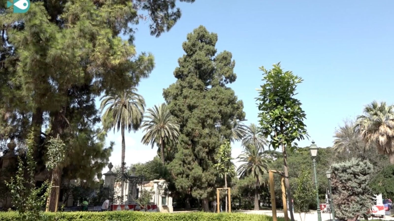 30.07.2018 | Els arbres de ciutat
