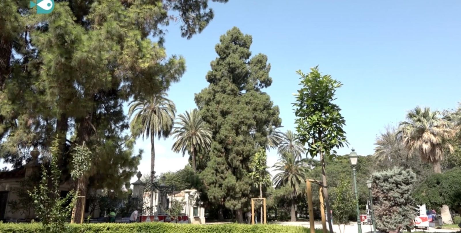 30.07.2018 | Els arbres de ciutat