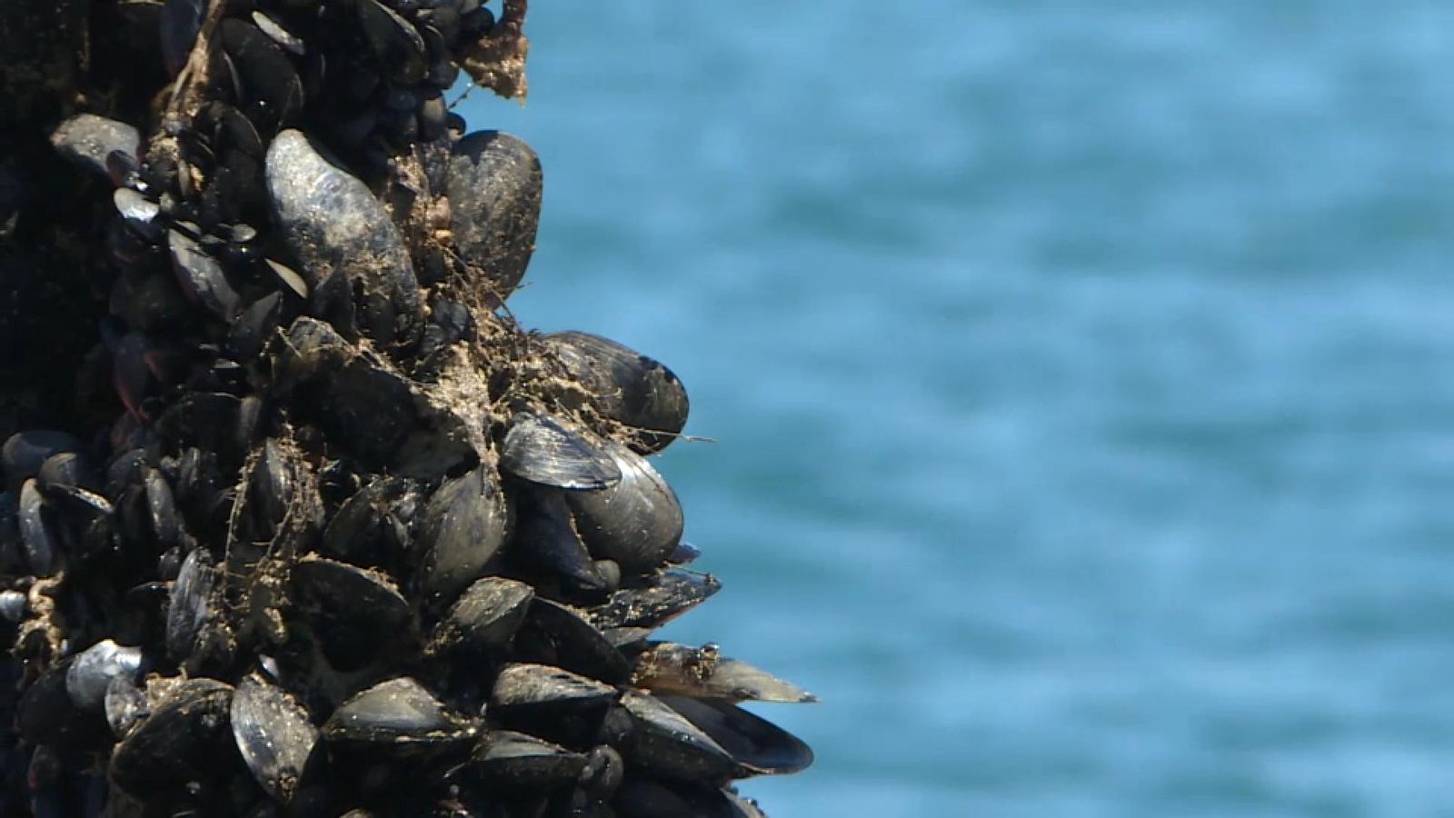 La campanya de la clòtxina valenciana s'avança cada vegada més per les altes temperatures de la mar