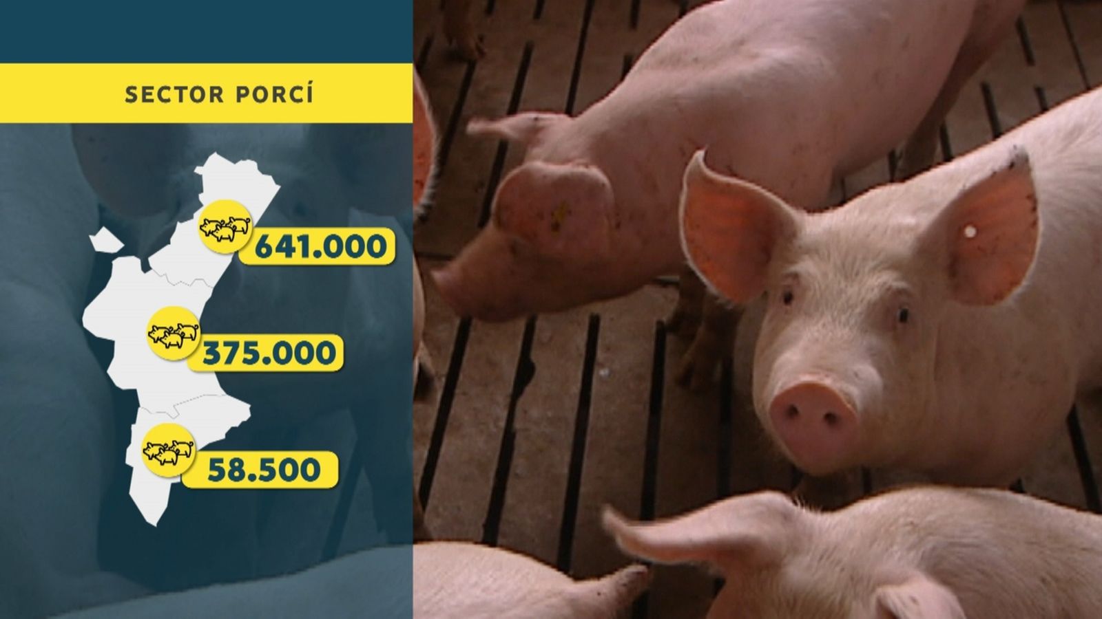 Sector porcí a la Comunitat Valenciana