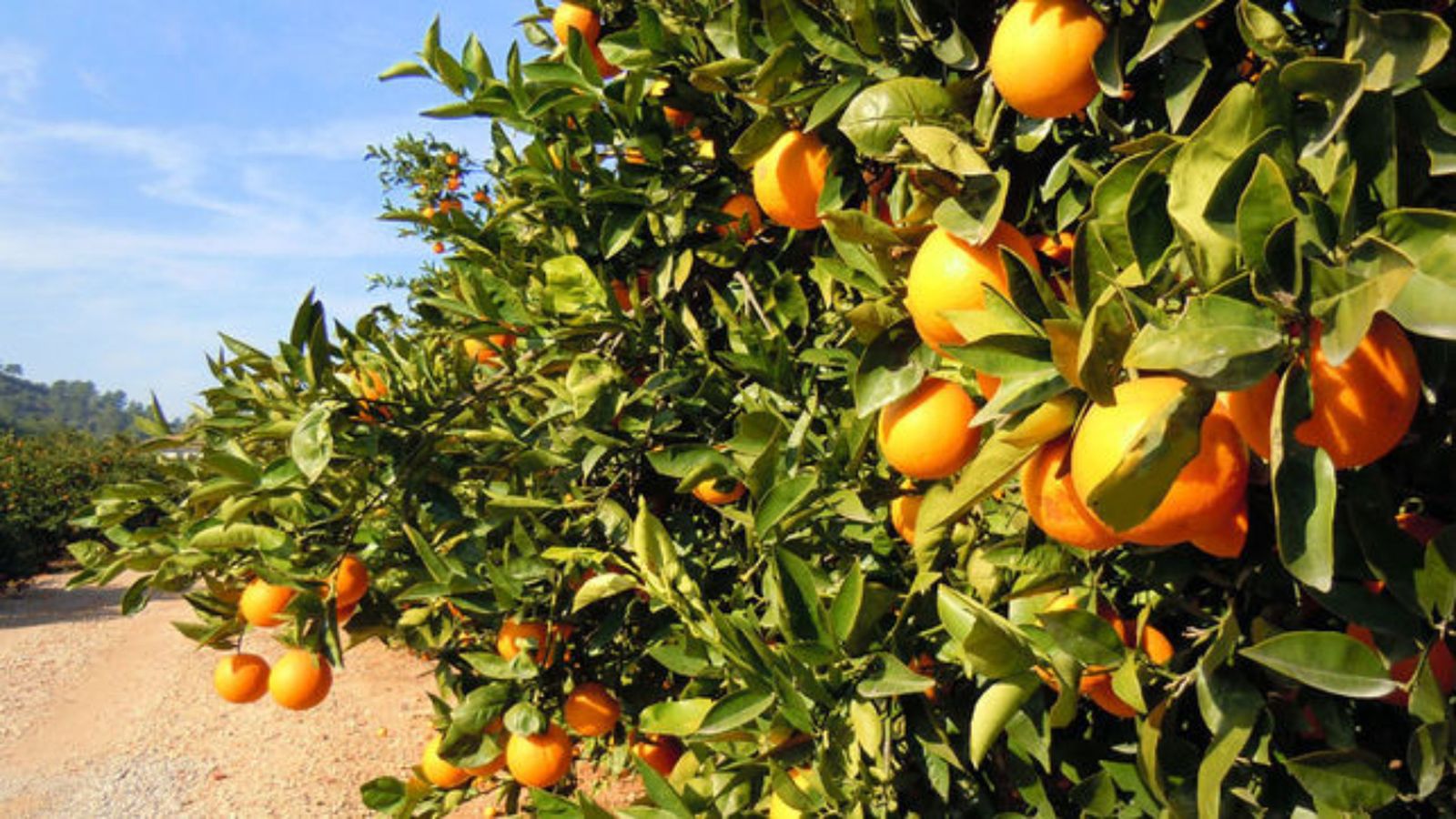 Catalunya i la Comunitat Valenciana acorden una \"visió mediterrània\" de cara a la PAC