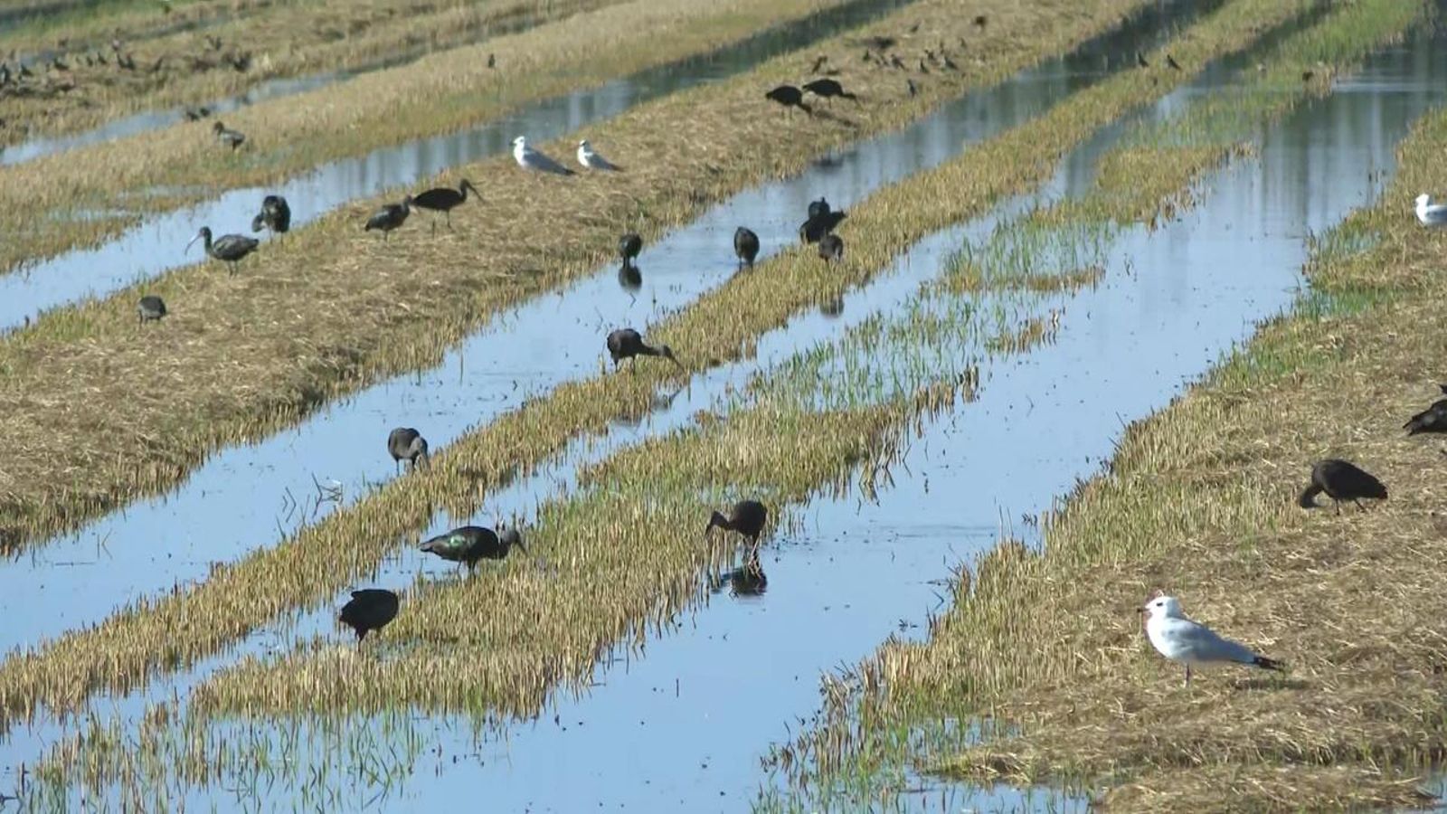 L'Albufera, este diumenge