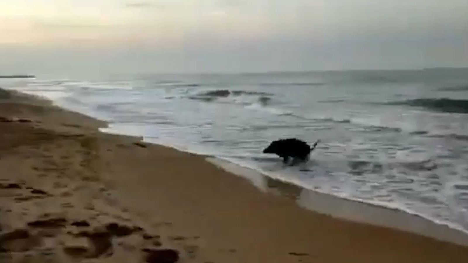 Es busquen arquers per a reduir la població de senglars de Dénia