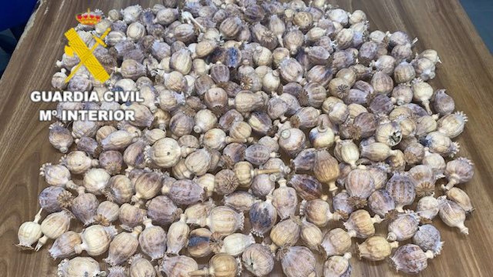 La carabasseta de cascall confiscada en el vehicle