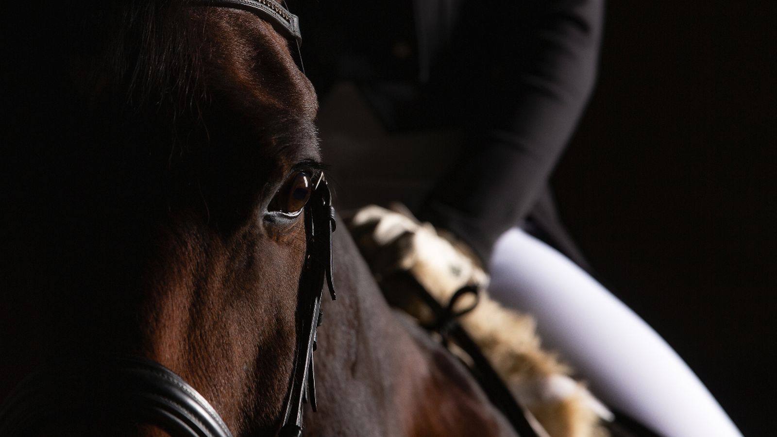 Cavall en una competició de salt