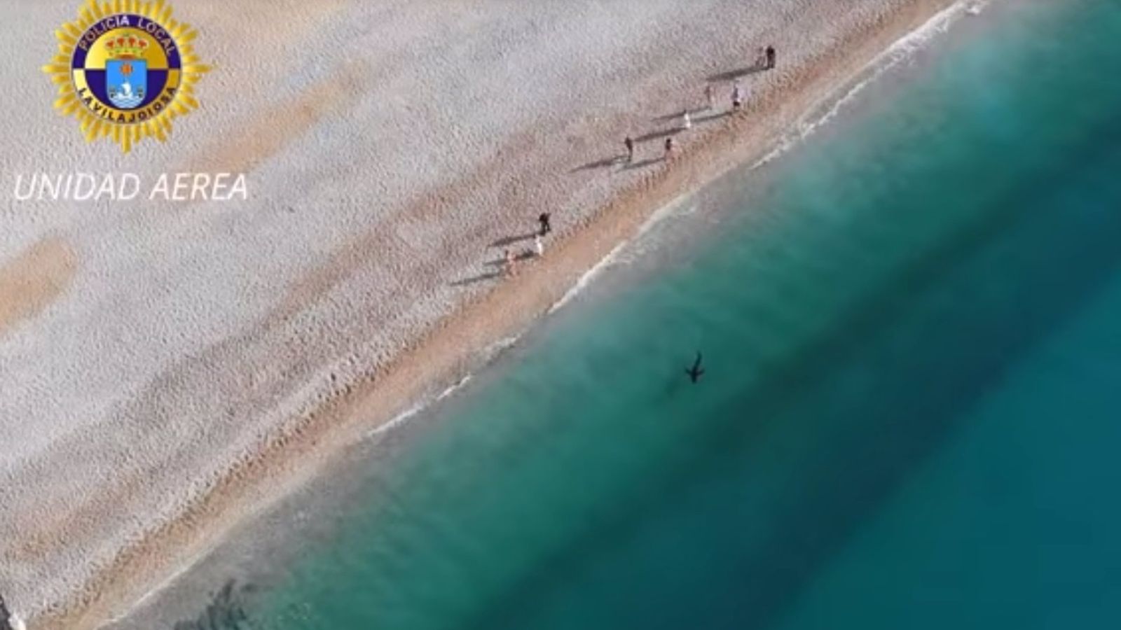 Imatge aèria de la tintorera prop de la costa de la Vila Joiosa