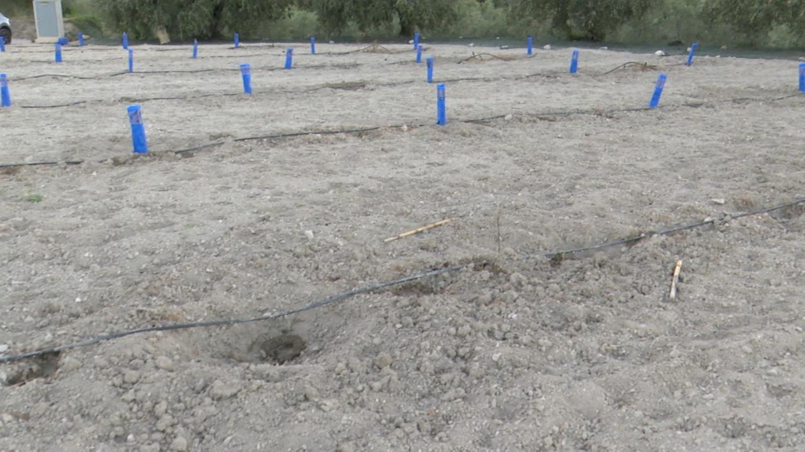 El llaurador de Salem ha perdut tota la collita de bresquilles