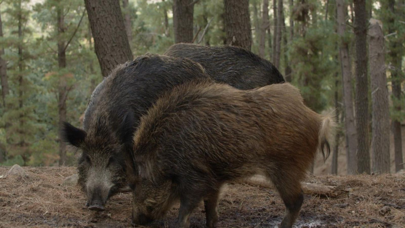 Com més prop, millor!