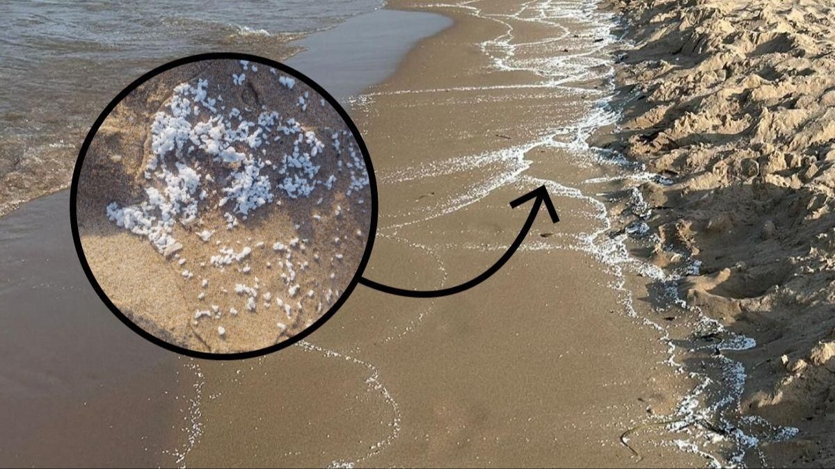 Aspecte que presentava la platja de Guardamar de la Safor i, en el cercle, detall de la substància de la platja de Bellreguard Aspecte que presentava la platja de Guardamar de la Safor i, en el cercle, detall de la substància de la platja de Bellreguard