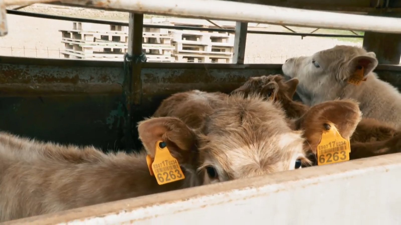 De mar i bancal | Riure’s amb records