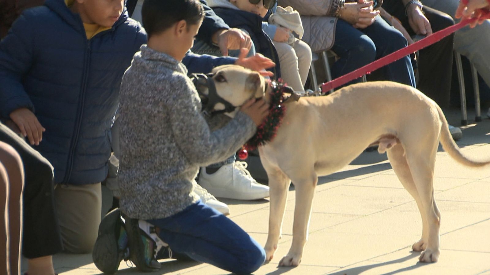 Un dels gossos que han participat en la desfilada