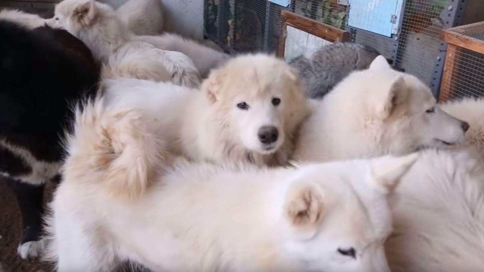 Tots els animals són de les races samoiede i malamut d'Alaska, i d'alt preu.