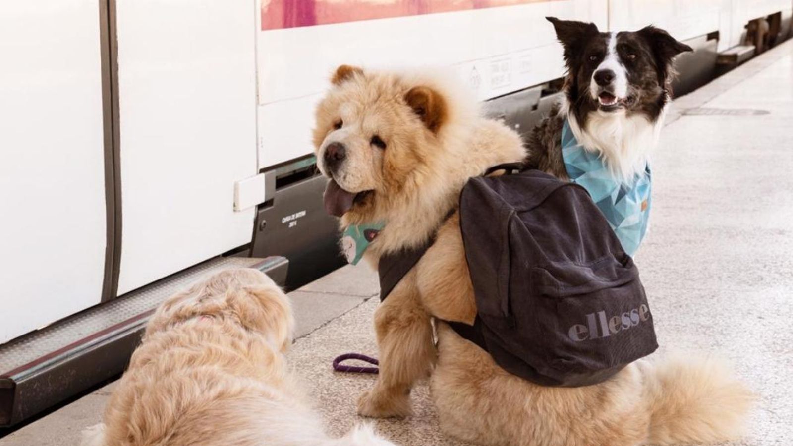 Una il·licitana impulsa una campanya en Internet perquè els gossos grans puguen viatjar en tren