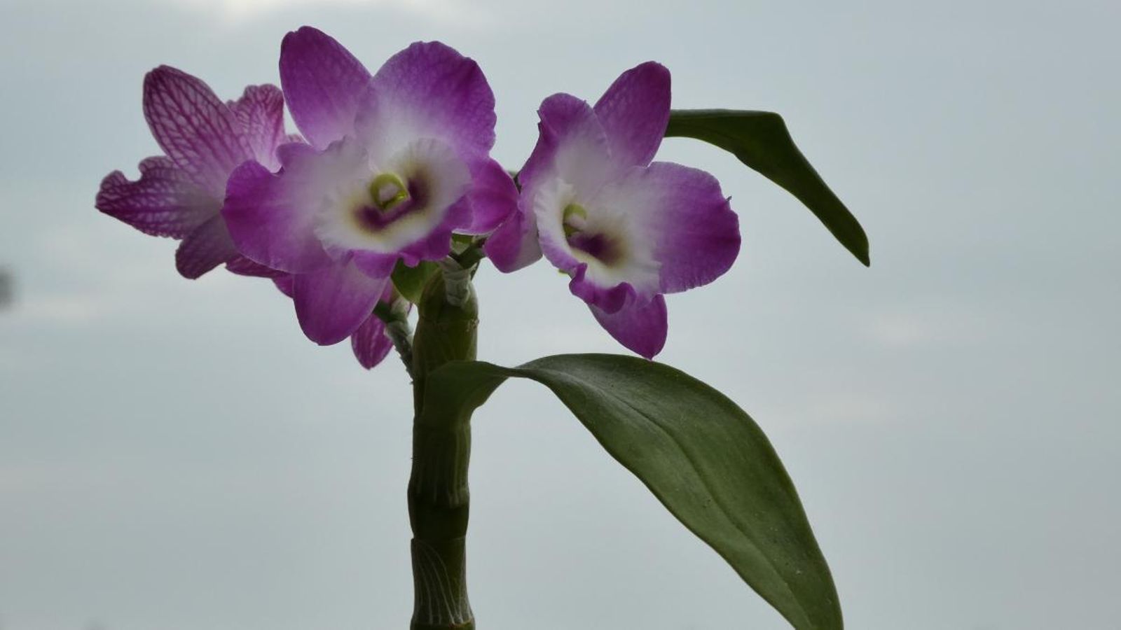 Meliana, l’Horta Nord. Jesús Martínez