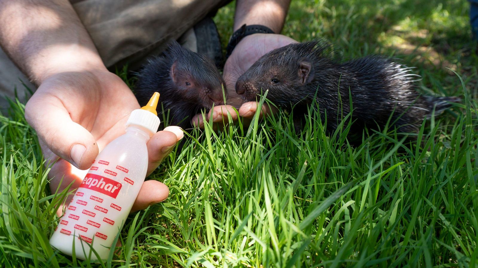 Un cuidador alimenta les dues cries de porc espí amb un biberó de xicotetes dimensions