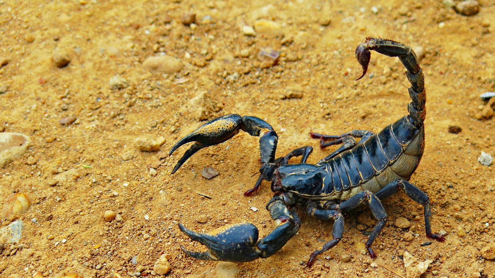 Els alacrans han abandonat els seus nius a causa d'una tempesta