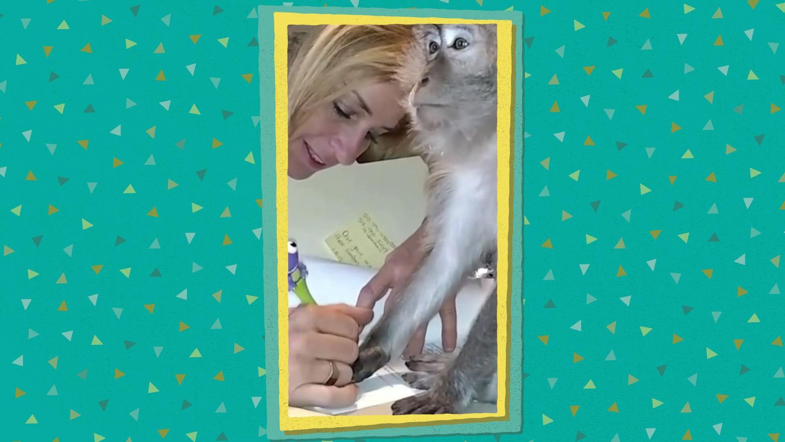 La Colla Virals - Examen quasi perfecte