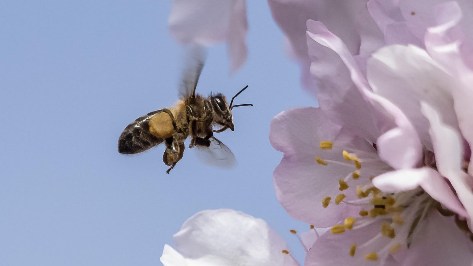 BOCAIRENT, LA VALL D'ALBAIDA