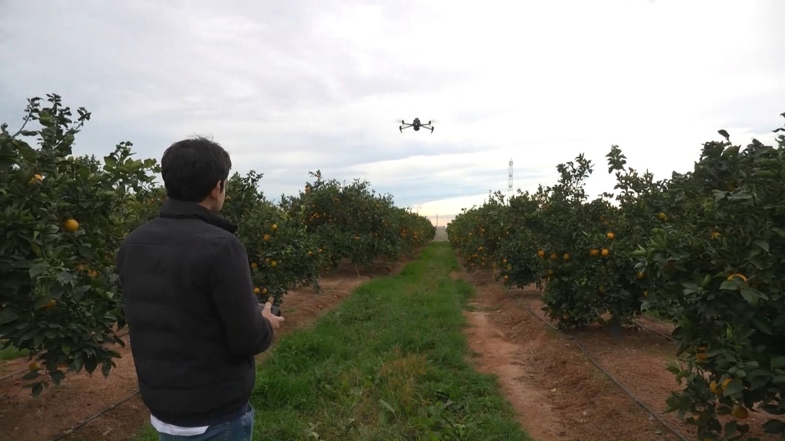 Una persona vola un dron per un camp de tarongers