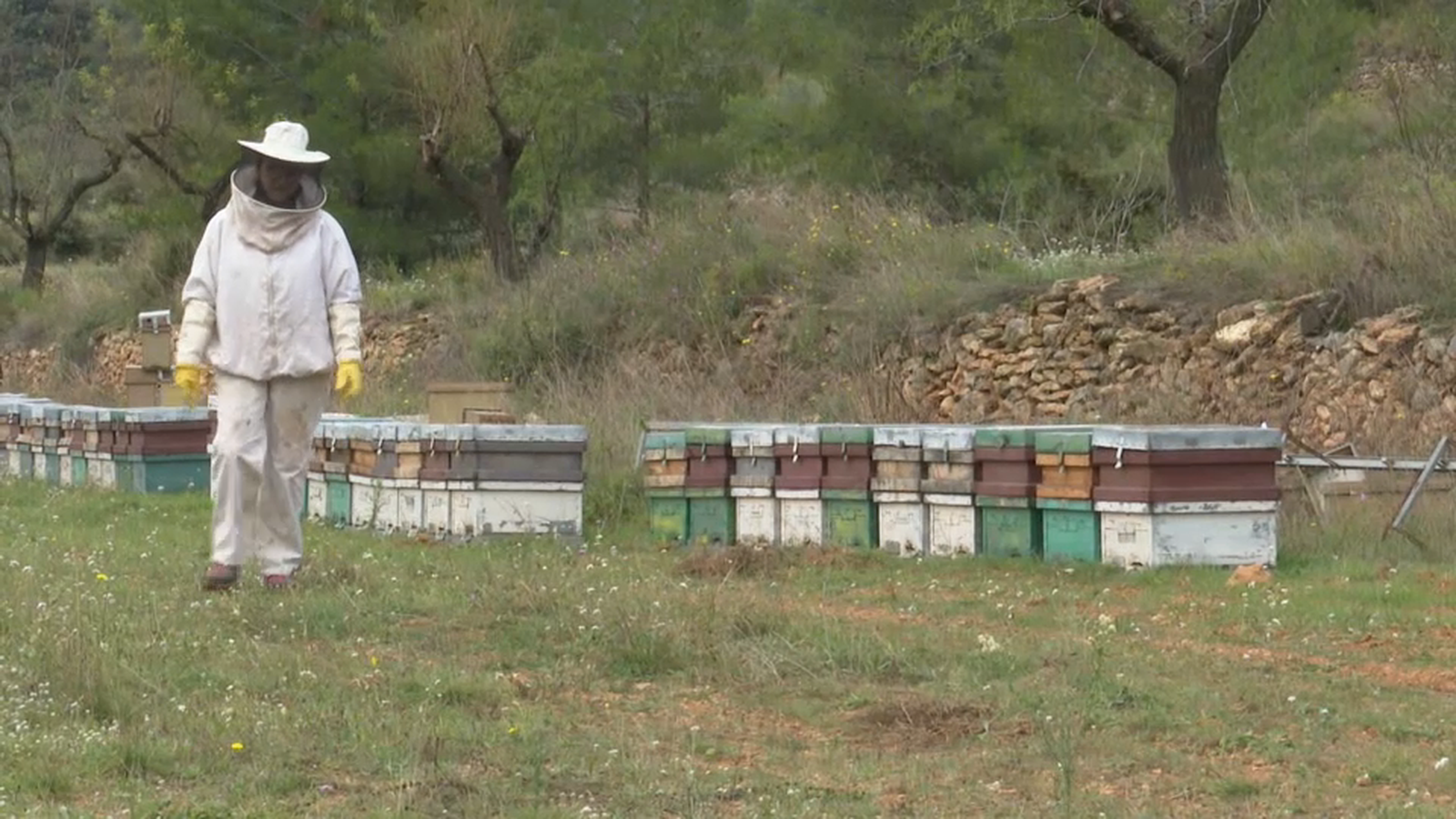 Pilar Maestre és apicultora a l'Alt Maestrat
