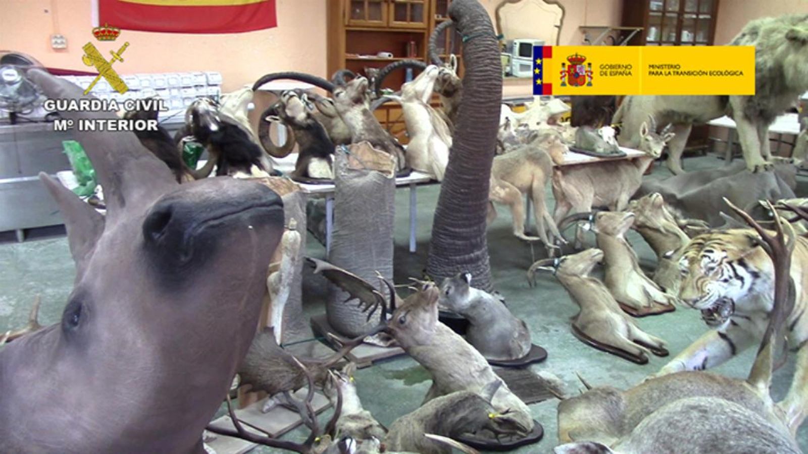 Colp contra una xarxa de tràfic il·legal d’animals amenaçats que actuava a Alacant