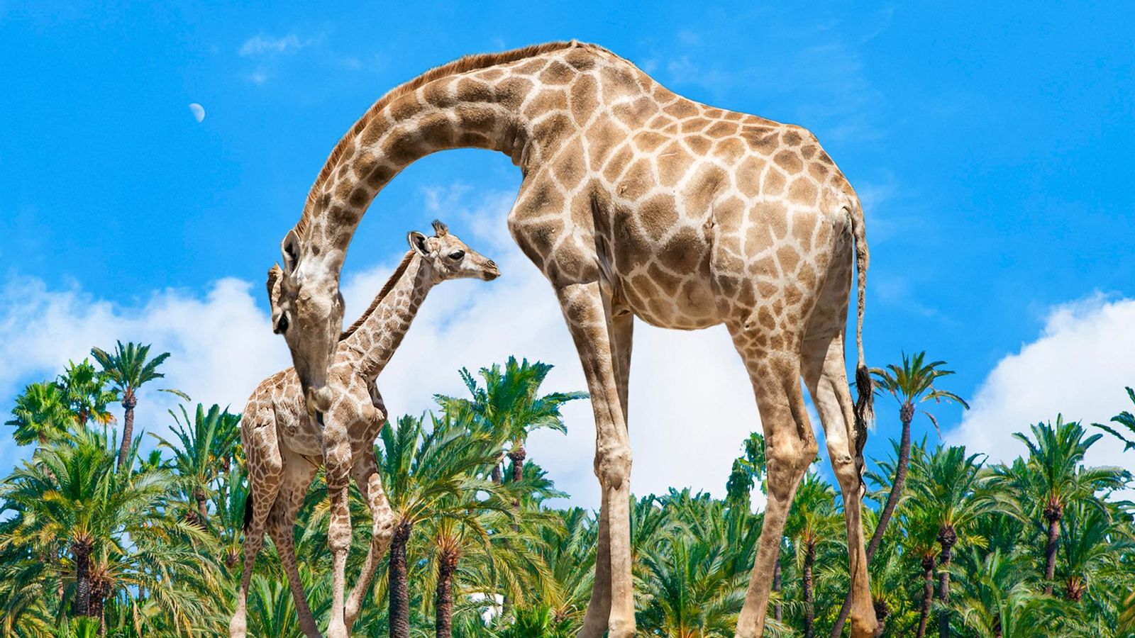 Riu Safari Elx