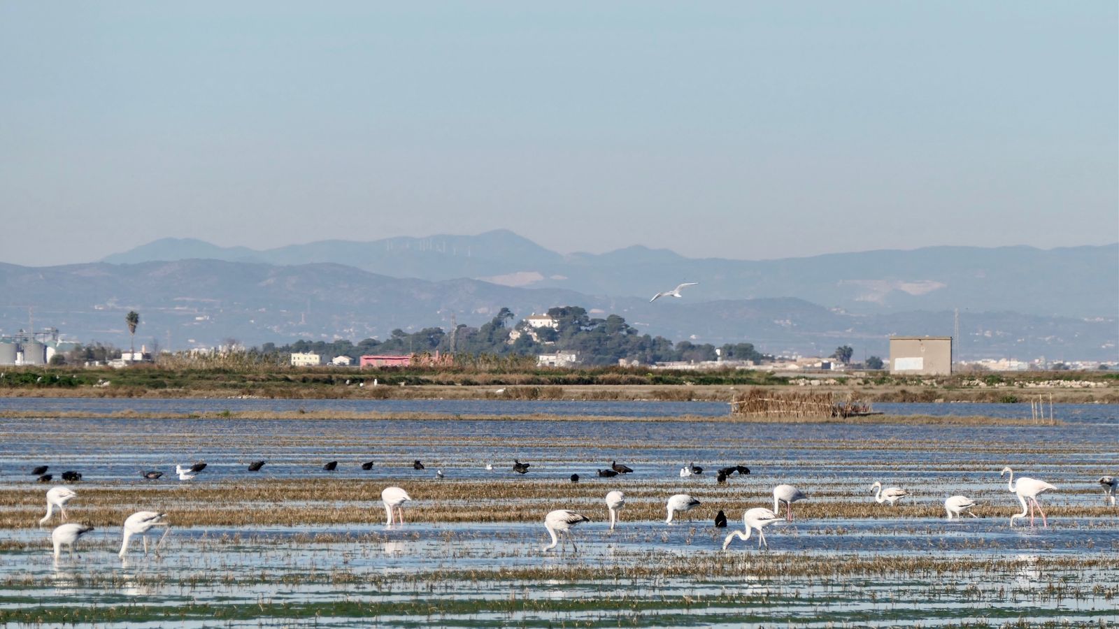 9- MIQUEL FURIÓ, Sueca, la Ribera Baixa