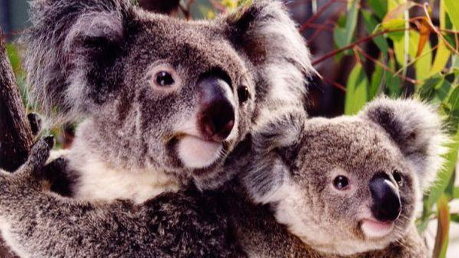 Dos exemplars de coales, una espècie de marsupials especialment sensible al canvi climàtic