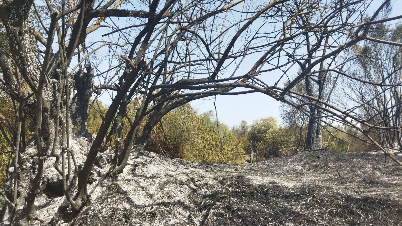 L'incendi que ha cremat vora 150 hectàrees a Caudiel es va originar el 17 de juny