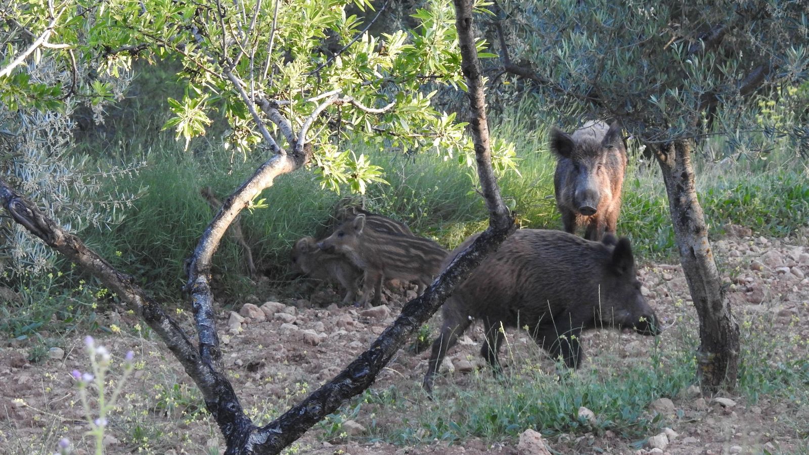 Dos exemplars de porc senglar, entre arbres de cultiu, en una imatge d'arxiu