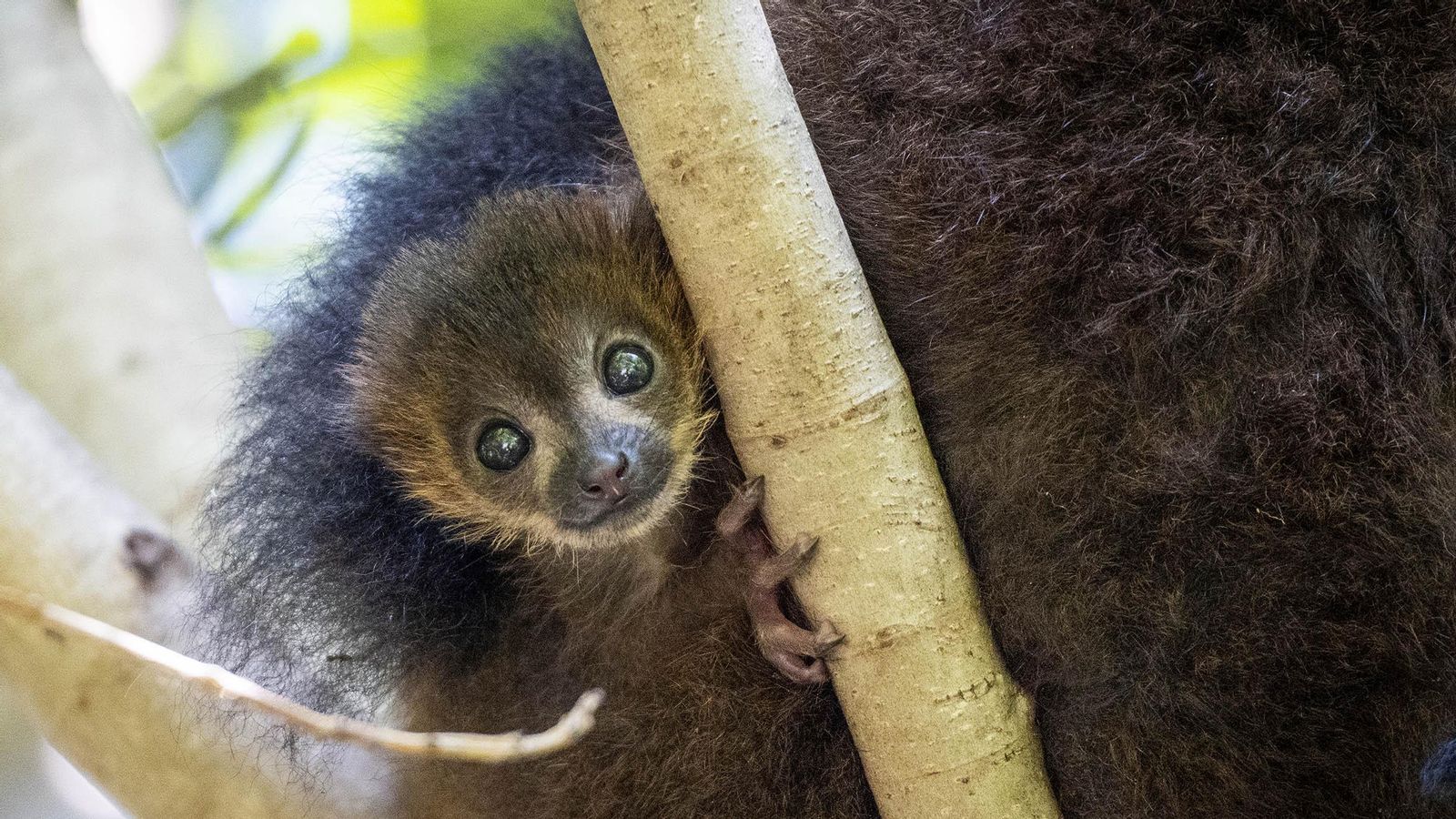 Cria de lèmur roig nascuda al Bioparc de València