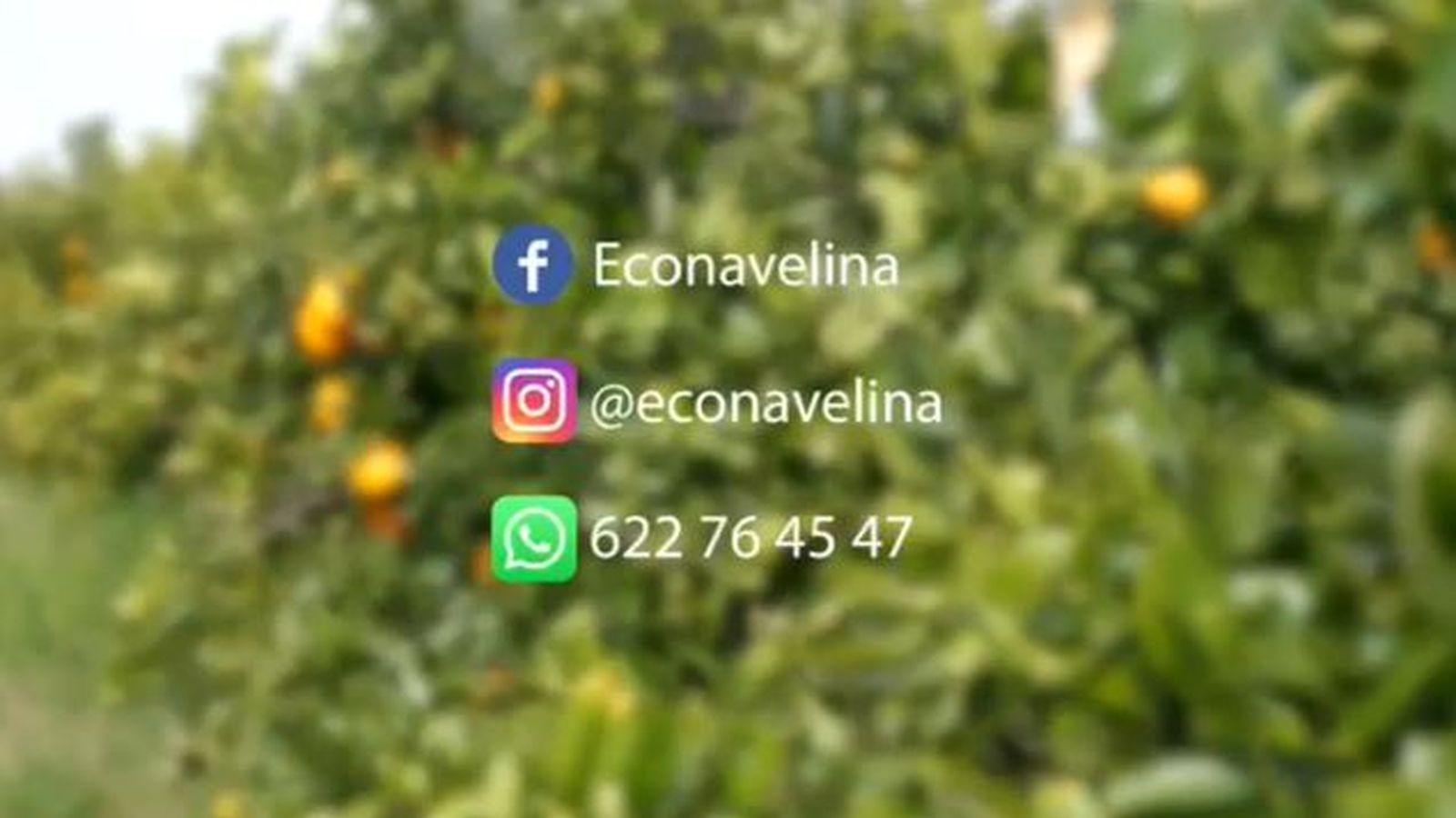 Informació de contacte per a poder arreplegar les taronges que dona la familia