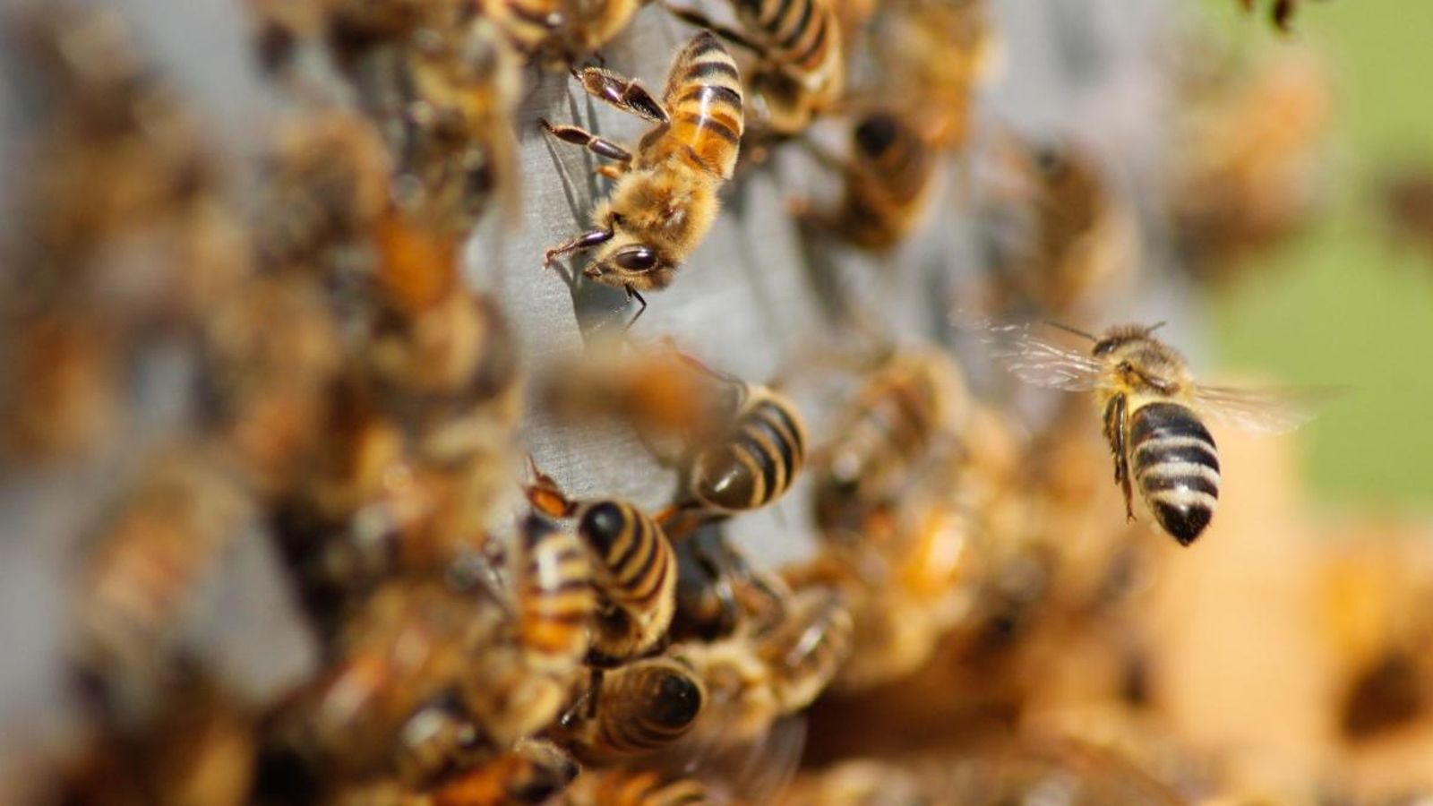 Brussel·les registra una iniciativa ciutadana per a protegir les abelles
