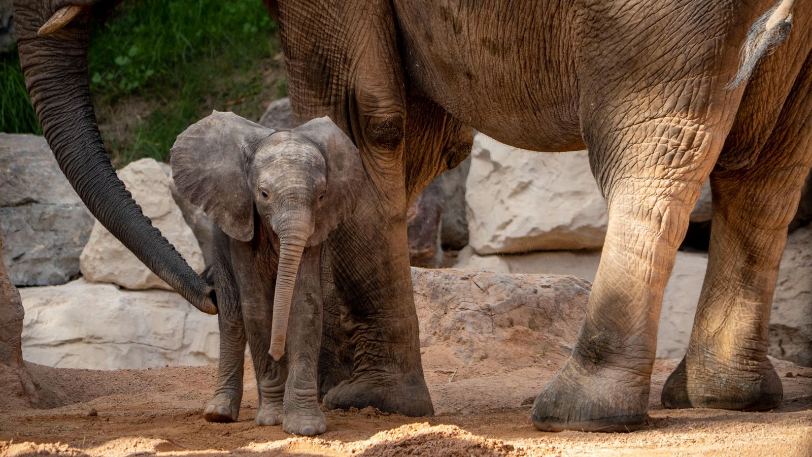 L'elefanta acabada de nàixer entre les potes d'una altra elefanta del grup del Bioparc